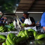 Workers wash banans before packing