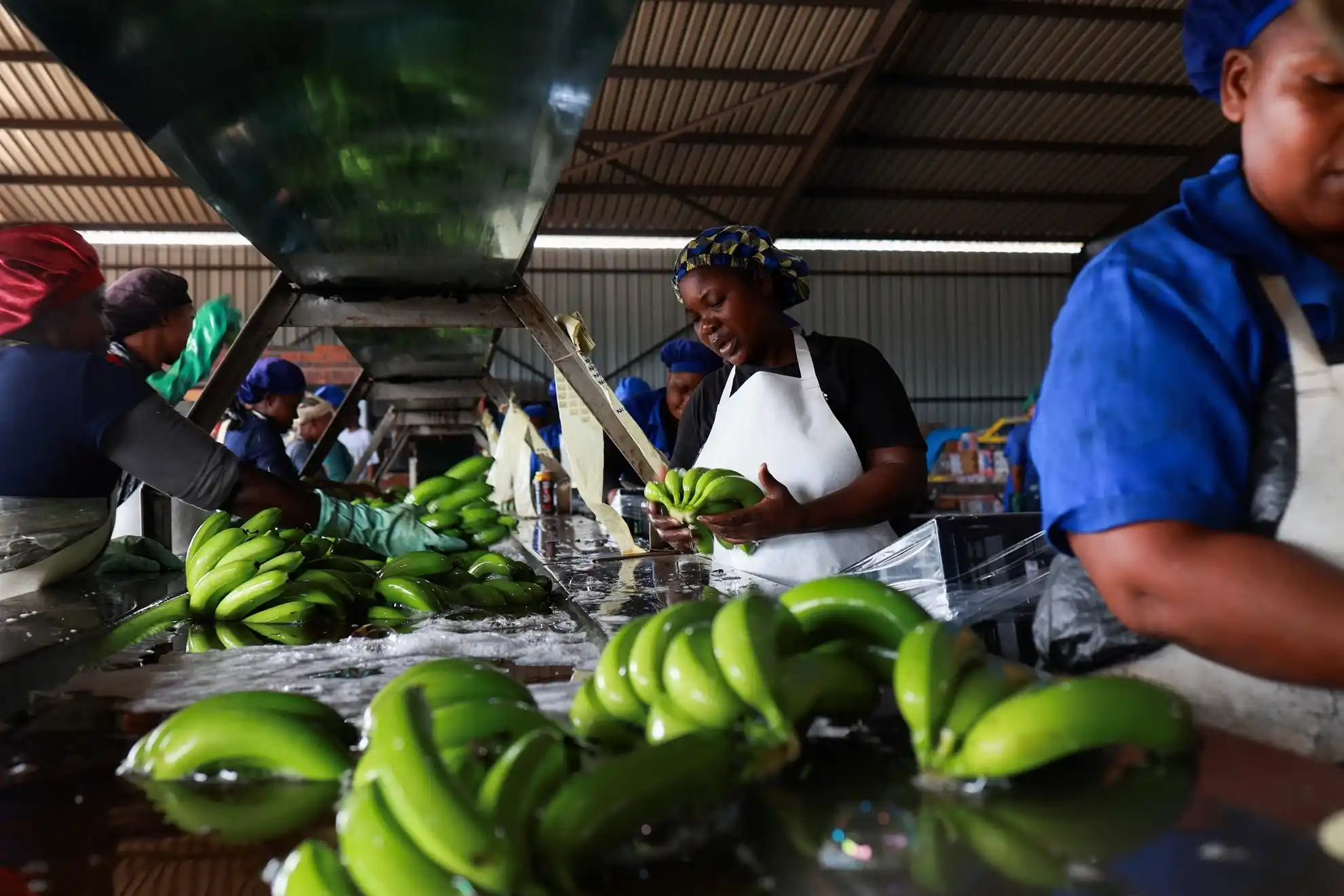 Workers wash banans before packing