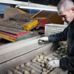 Potato harvesting in Russia