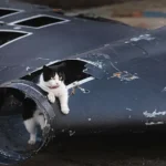 кошка в дроне