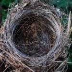 заброшенное птичье гнездо