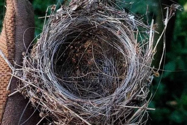 заброшенное птичье гнездо