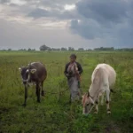 коровы в Индии