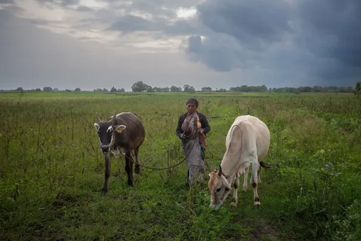 коровы в Индии