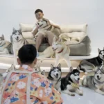 среди хаски